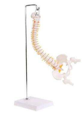 45cm Flexible Human Spinal Column Vertebral Lumbar Curve