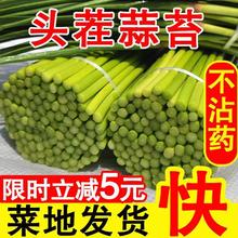 2021年河南蒜薹新鲜现摘5斤蒜蒜苔