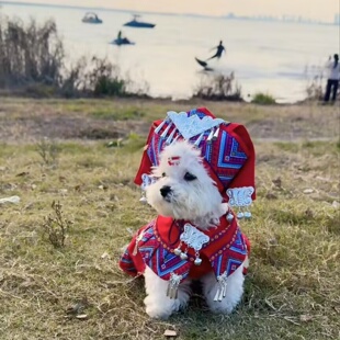 广西壮族三月三猫猫民族头饰民族服饰苗族壮族少数民族狗狗宠物服