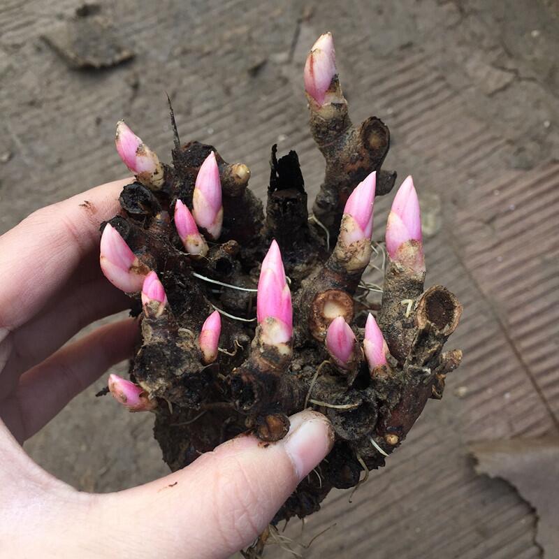 芍药根块多年生四季开不断易活花盆子栽绿色植礼物