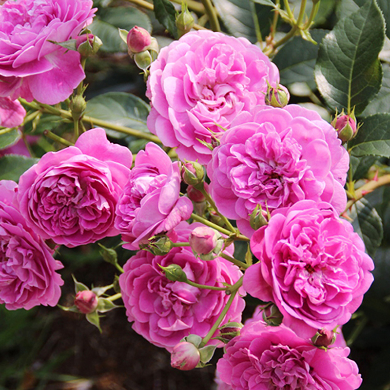 浓香月季花盆地栽忧郁男孩四季玫瑰苗耐晒会变色