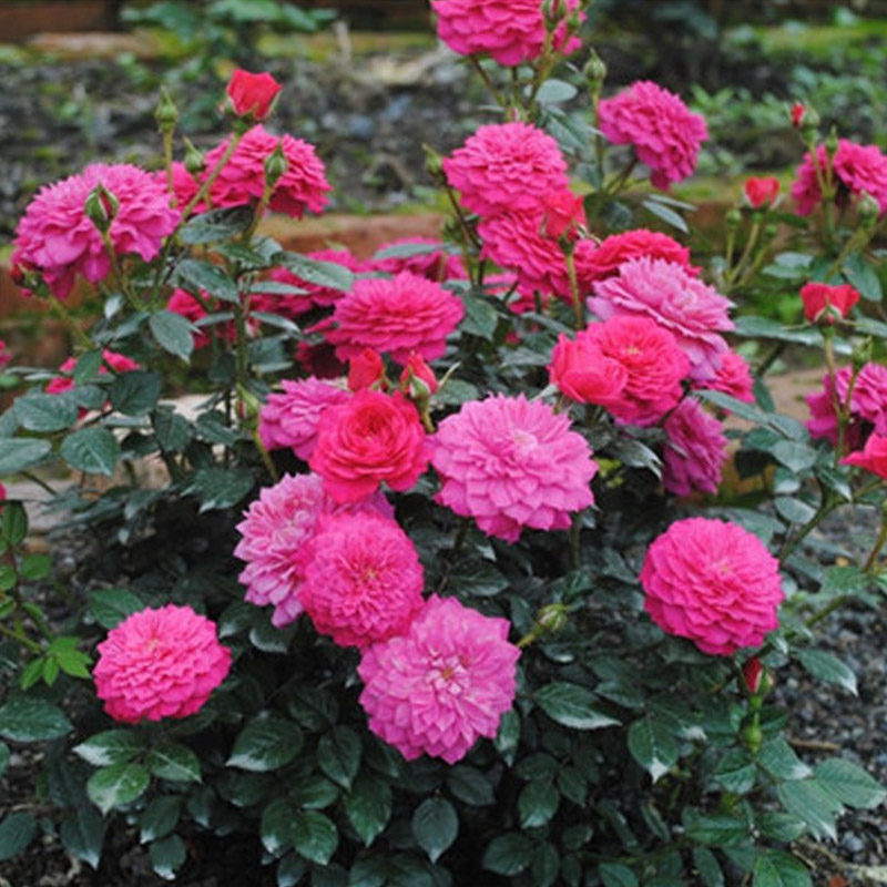 阳台玫瑰花榴花秋舞淡香多头四季常开观花