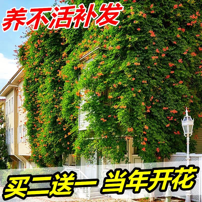 凌霄花苗 爬藤植物盆栽庭院室外美国俄罗斯浓香型炮仗花四季花卉