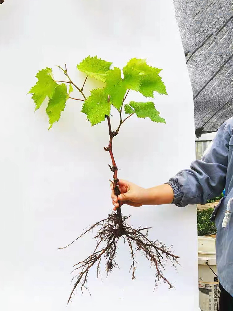 15元3棵阳光玫瑰葡萄蓝宝石葡萄树南北方都可以栽爬藤庭院阳台