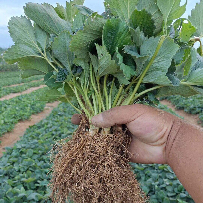 草莓苗四季盆栽脱毒一代奶油大草莓果苗食用室内阳台南方北方种植
