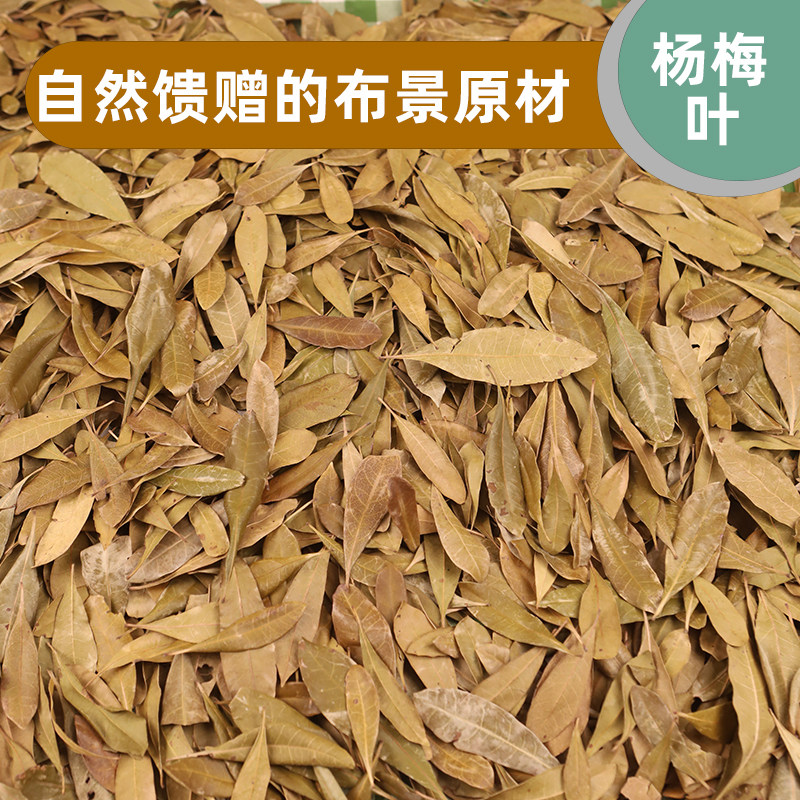 杨梅树叶植物拼贴画标本幼儿园diy 枯叶天然树叶干花拍摄道具背景