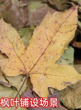 枫叶干花枯树叶标本真枯叶装饰天然落叶干花布景拍摄道具压花书签