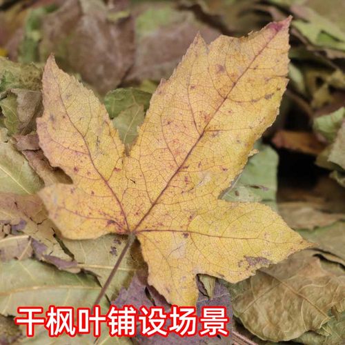 枫叶干花布景拍摄道具压花书签