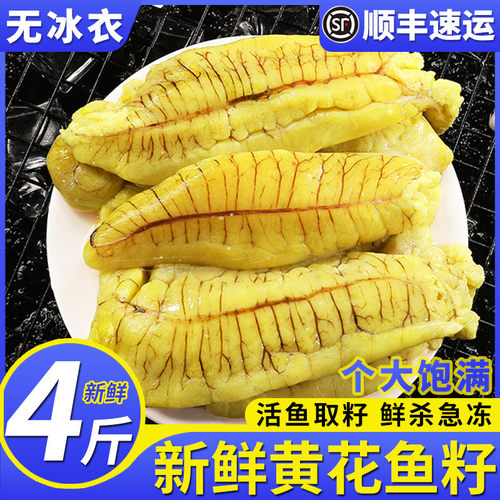 4斤新鲜黄花鱼籽黄鱼籽活鱼取籽
