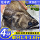 特大鸦片鱼头鲽鱼头深海鱼头超大鲽鱼头商用批发新鲜冷冻碟鱼头