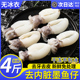 舟山墨鱼仔生鲜冷冻新鲜小墨鱼仔迷你小墨鱼鲜活去皮去内脏商用