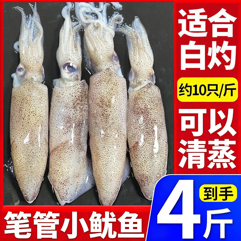 4斤笔管鱼新鲜小管鲜活海兔海鲜水产小鱿鱼生鲜鱿鱼海兔子非满籽图片