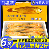 6条舟山特大黄鱼礼盒海鲜年货大礼包礼盒过年送礼新鲜深海黄花鱼