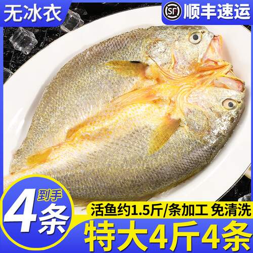 特大黄鱼鲞新鲜冷冻三去黄鱼鲞
