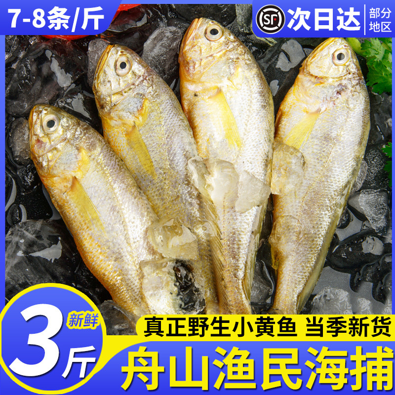 3斤舟山海捕7-8条/斤鲜活小黄鱼