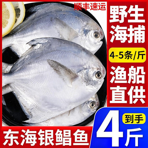 4斤新鲜银鲳鱼东海白鲳鱼