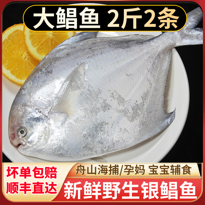 鲳鱼新鲜冷冻银鲳鱼特大白鲳鱼舟山东海鲜活海鲜水产大鲳鳊鱼昌鱼 水产肉类/新鲜蔬果/熟食 鲳鱼 原图主图