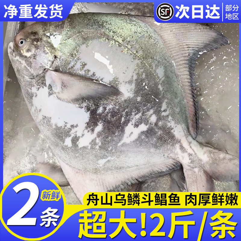 舟山特大长鳍乌鳞鲳鱼新鲜冷冻斗鲳鱼黑鳞银鲳鱼2斤/条非白鲳鱼