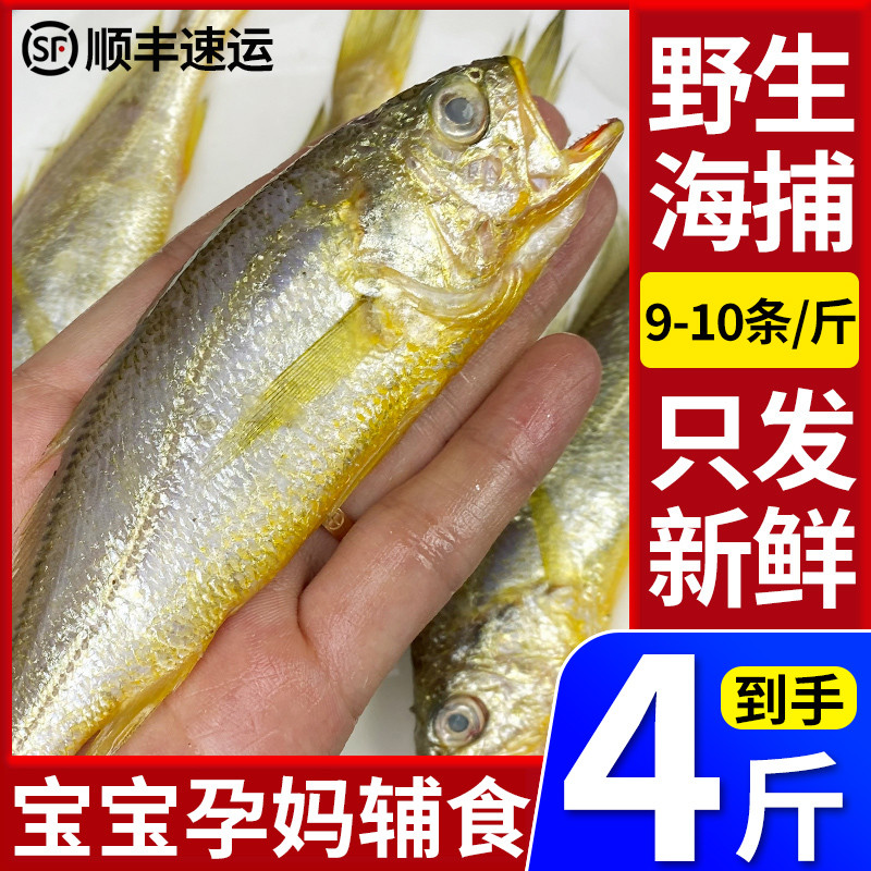 鲜起源小黄鱼新鲜海捕净重4斤