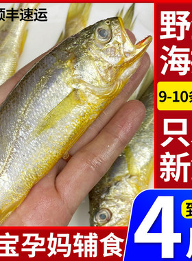 4斤舟山小黄鱼新鲜冷冻海捕小黄花鱼黄花鱼鲜活海鲜水产9-10条/斤