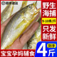 4斤舟山小黄鱼新鲜冷冻海捕小黄花鱼黄花鱼鲜活海鲜水产9 10条 斤