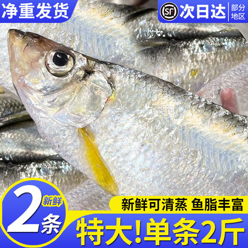 深海特大鳓鱼新鲜冷冻白鳞鱼海捕白力鱼非三抱咸鳓鱼鲜活海鲜水产