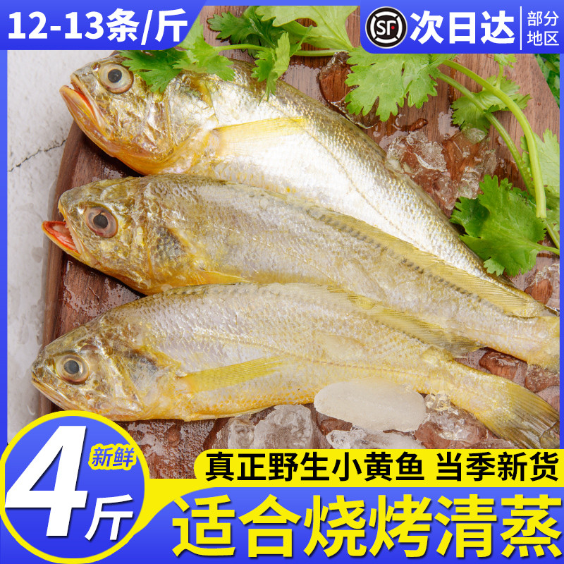 舟山海捕小黄鱼净重4斤当季新捕