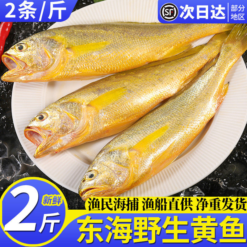 舟山野生大黄鱼2斤新鲜海捕黄花鱼黄鱼东海深海捕捞中号小黄鱼