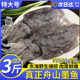 新鲜大墨鱼鲜活冷冻舟山海捕东海特大目鱼乌贼海鲜水产非墨鱼仔