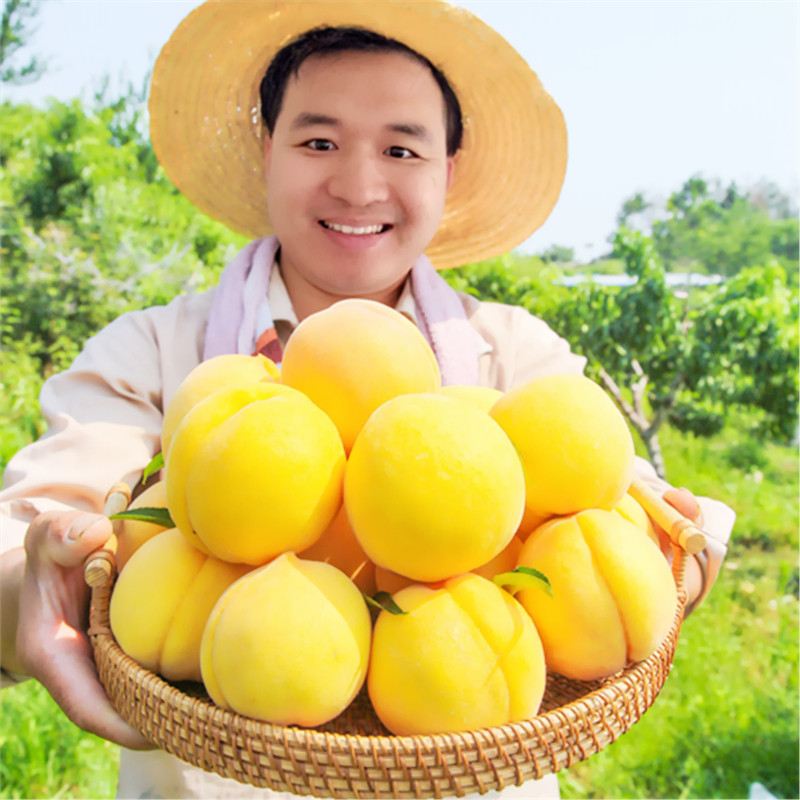 安徽砀山黄桃头茬黄金密桃露天现摘现发新鲜应季水果10斤包邮