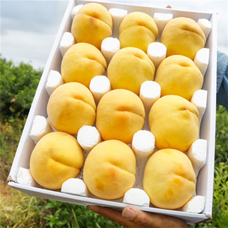 现摘现发黄桃头茬黄金密桃软脆新鲜应季水果10斤包邮可做黄桃罐头