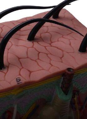 A59Z-2X Skin Model, 35X/50X Skin And Hair Structure Enlarge