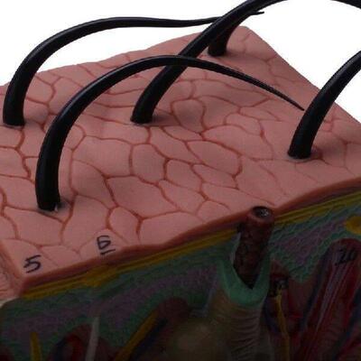 A59Z-2X Skin Model, 35X/50X Skin And Hair Structure Enlarge
