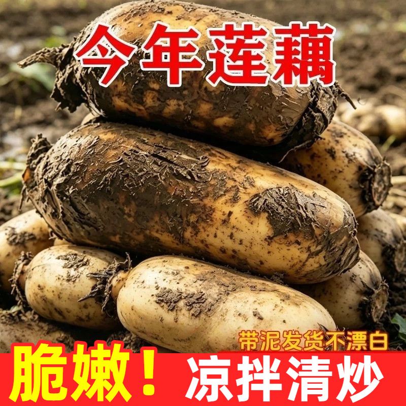 新鲜莲藕现挖当季脆藕生吃凉拌炒菜新藕农家自种嫩藕白莲藕