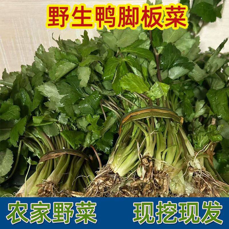 新鲜野生鸭儿芹现挖大叶芹野生蜀葵鸭脚菜三叶芹野山芹时令野菜
