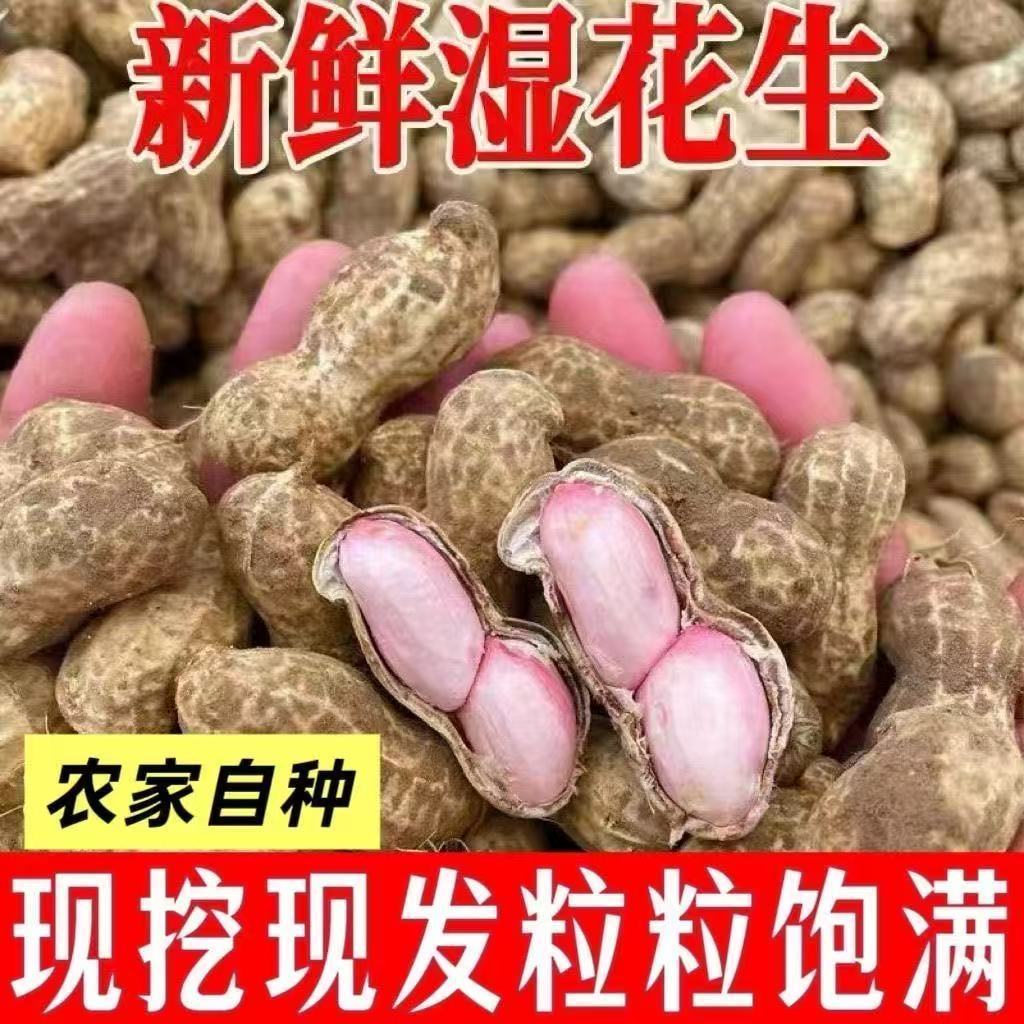 现挖花生沙地生花生新鲜湿花生粉皮小白沙花生带壳带泥原味嫩花生