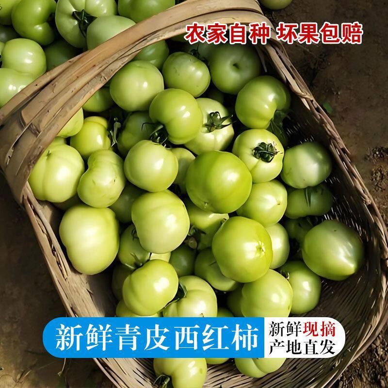 青西红柿青番茄现摘现发包邮