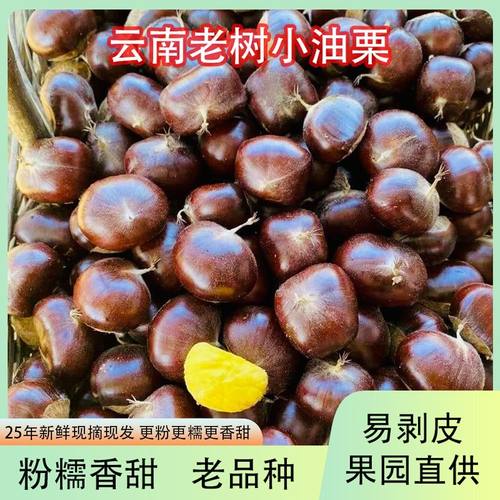 应季现货油板栗新鲜嫩板栗带壳去刺苞油栗云南老树水果油栗
