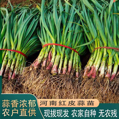 河南信阳蒜苗新鲜应季蔬菜红杆蒜苗紫皮蒜苗大青蒜大蒜叶现拔现发
