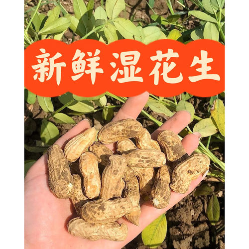 生花生淮河沙地新鲜湿花生粉皮花生带壳带泥原味嫩花生现拔现发