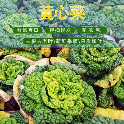 河南应季霜打黄心菜新鲜黄心乌霜冻乌塌菜菊花菜卷心菜黑白菜