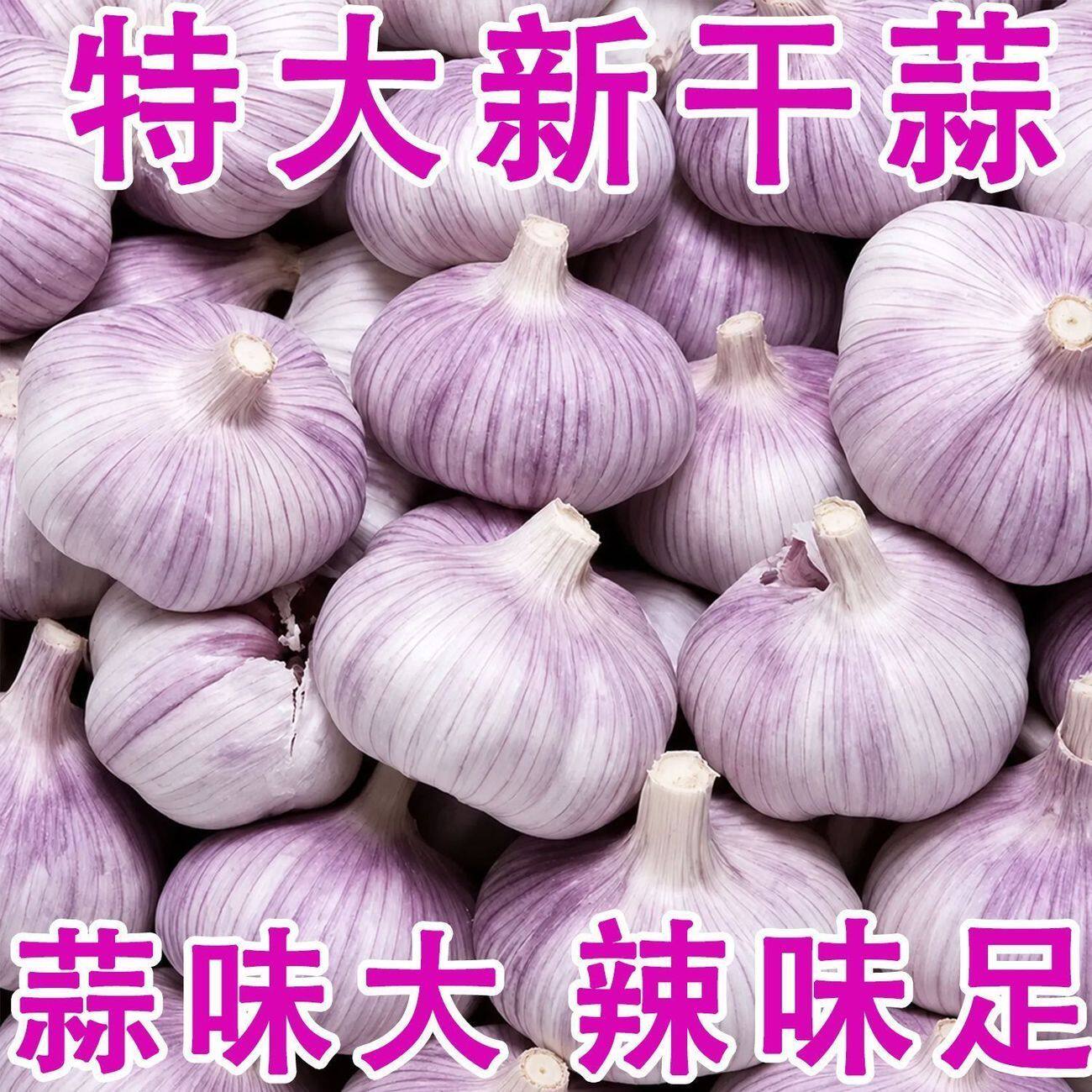 农家自种新干蒜特大果紫皮大蒜白皮大蒜头批发价当年新蒜头薄皮蒜