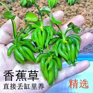 香蕉草鱼缸水草水底造景懒人水草水养活体植物水中叶前景草易养活