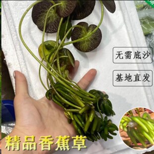 水草浮性香蕉草新手沉底造景鱼缸草场直发品质保障养鱼造氧
