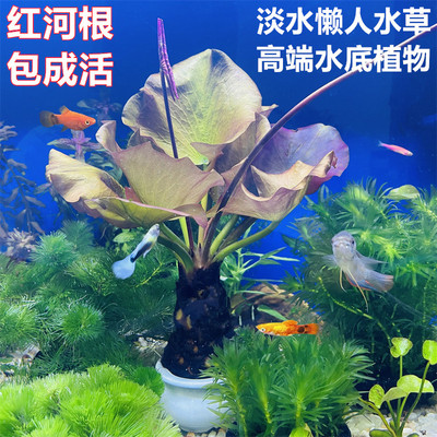 红河根鱼缸真水草开花净化水质