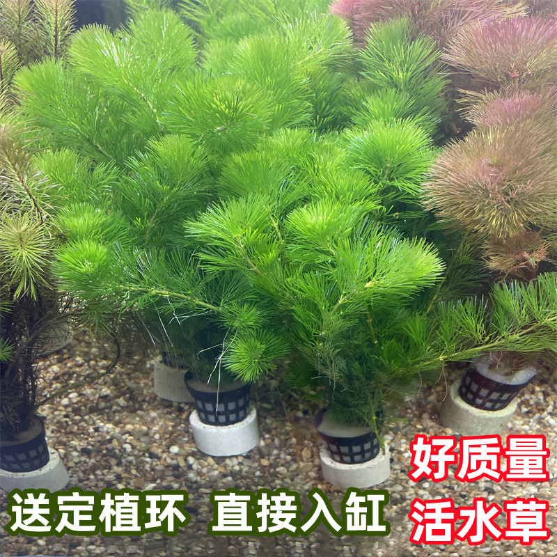 鱼缸水草造景绿菊蜈蚣草净化水质