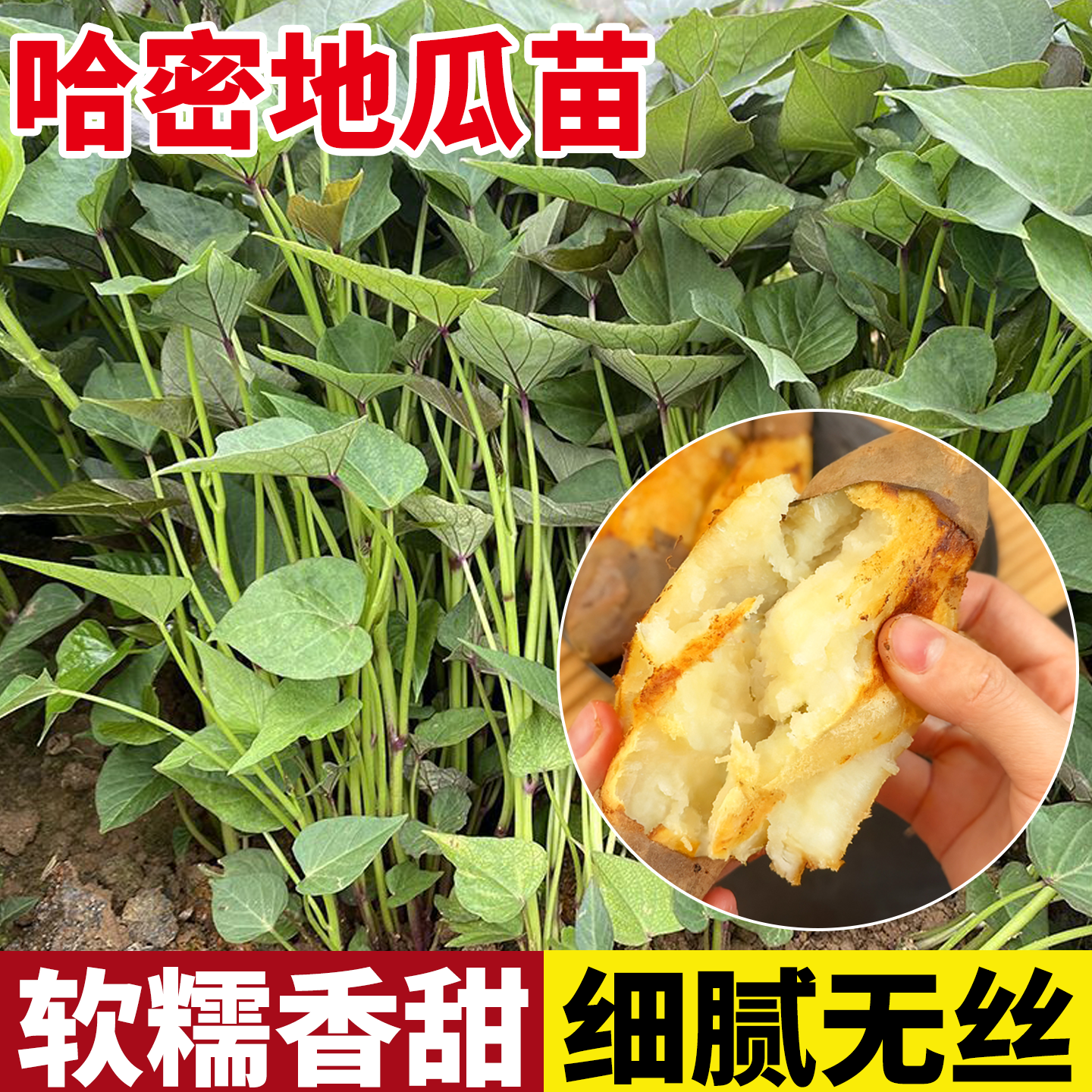 哈密白薯苗秧地瓜苗红瑶板栗榴莲蜜薯烟薯25糖心西瓜红薯苗种子秧