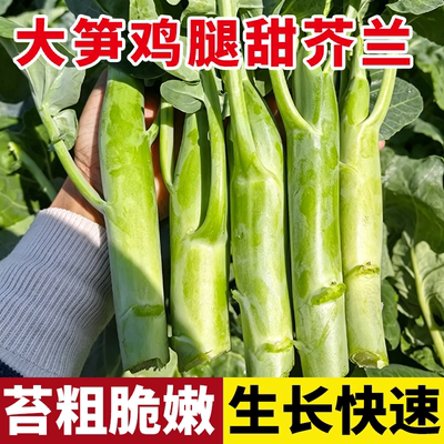 大笋鸡腿大芥兰蓝种子菜苔菜心笋农家自种青菜当季蔬菜种子甜脆