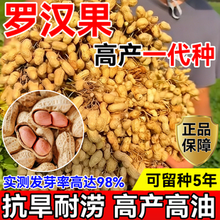 山东超高产花生种子高产南方农科院薄壳矮杆早熟榨油专用花生种子