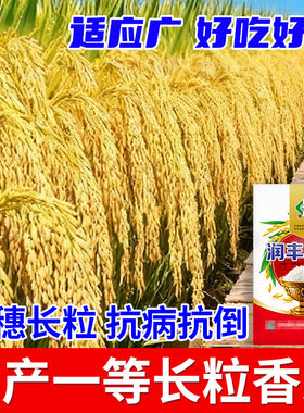 润丰香占高产水稻种子优质一等长粒香米大穗农科院抗病抗倒稻谷种